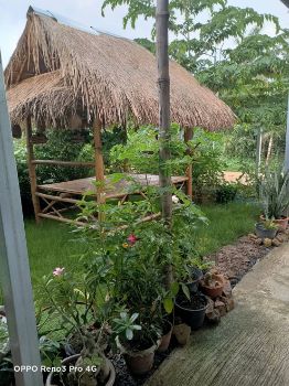 ขาย ที่ดิน พร้อมบ้านสวนเกษตรบ้านสวนเกษตร 100 ตร.วา อยู่ในแหล่งชุมชน ฟรีโอน รูปที่ 6