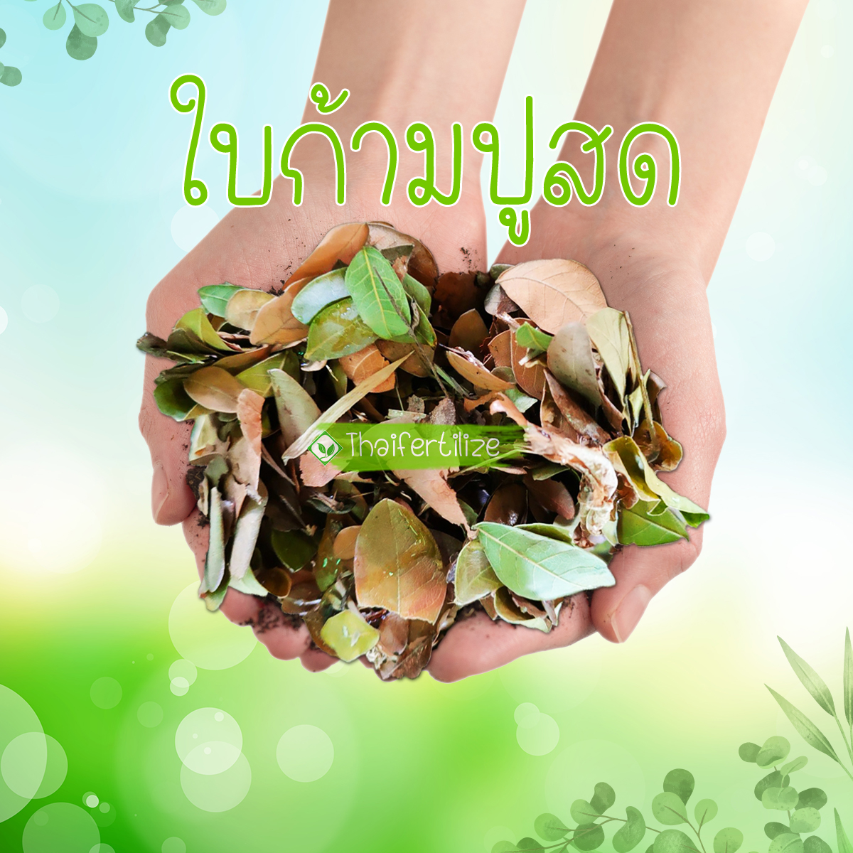 ใบก้ามปูล้วน 100% หมักอินทรีย์  รูปที่ 3