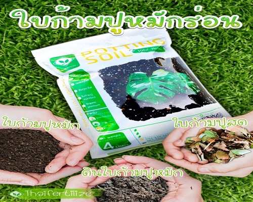 ใบก้ามปูหมัก รูปที่ 4