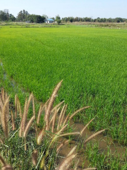 ขาย ที่ดิน ติดลำห้วยตลอดแนว สองแปลงติด 67 ไร่ 2 งาน 98 ตร.วา นอกที่ดินกำลังก่อสร้างหมู่บ้านจัดสรร รูปที่ 5