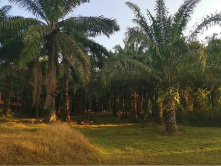 ขาย ที่ดิน ติดถนน 4 เลน แปลงสวย 6 ไร่ 28 ตร.วา น้ำไฟเข้าถึง รูปที่ 2