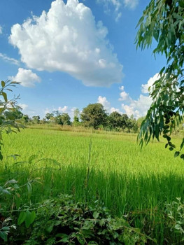 ขายที่นาแบ่งขาย บ้านนกขะบา ต.เชียงแหว อ.กุมภวาปี จ.อุดรธานี เนื้อที 10 ไร่ 11 ตรว ใกล้หมู่บ้านนกขะบา เหมาะปลูกบ้าน ทำการเกษตร ที่ดินแบ่งขาย รูปที่ 4