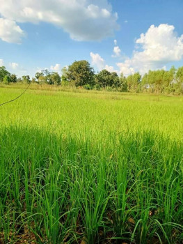 ขายที่นาแบ่งขาย บ้านนกขะบา ต.เชียงแหว อ.กุมภวาปี จ.อุดรธานี เนื้อที 10 ไร่ 11 ตรว ใกล้หมู่บ้านนกขะบา เหมาะปลูกบ้าน ทำการเกษตร ที่ดินแบ่งขาย รูปที่ 5