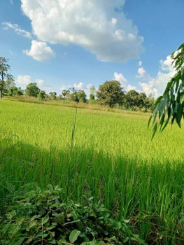 ขายที่นาแบ่งขาย บ้านนกขะบา ต.เชียงแหว อ.กุมภวาปี จ.อุดรธานี เนื้อที 10 ไร่ 11 ตรว ใกล้หมู่บ้านนกขะบา เหมาะปลูกบ้าน ทำการเกษตร ที่ดินแบ่งขาย รูปที่ 3