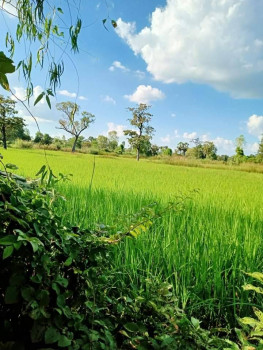 ขายที่นาแบ่งขาย บ้านนกขะบา ต.เชียงแหว อ.กุมภวาปี จ.อุดรธานี เนื้อที 10 ไร่ 11 ตรว ใกล้หมู่บ้านนกขะบา เหมาะปลูกบ้าน ทำการเกษตร ที่ดินแบ่งขาย รูปที่ 2