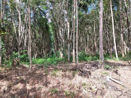 ขายที่ดิน พร้อมบ้านพัก2หลัง พร้อมสวนปาล์มและยางพารา หลังสวน ชุมพร รูปที่ 3