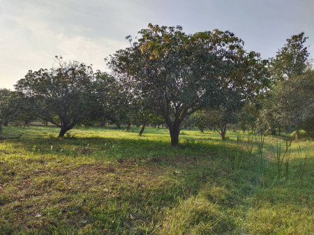 ขายที่ดิน สวนมะม่วง เหมาะกับการทำสวนเกษตร หรือบ้านจัดสรร พูลวิลล่า รูปที่ 4