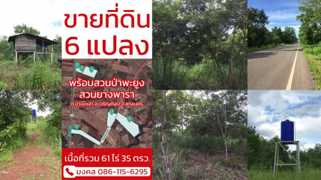 ขายเหมา สวนป่าพะยูง-ยางพารา 6แปลง รวม 61ไร่กว่า ขายเหมา 17ล้าน (จาก 17.5ล้าน) รูปที่ 2