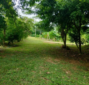 ขายบ้านพร้อมสวน ไม้ผลและไม้ป่า ติดถนนดำ สรรพยา ชัยนาท (เจ้าของขายเอง) รูปที่ 2