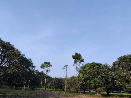 ขายที่ดิน สวนมะม่วง เหมาะกับการทำสวนเกษตร หรือบ้านจัดสรร พูลวิลล่า รูปที่ 5