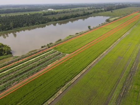 ขาย ที่ดิน โฉนดครุฑแดง เงินสด-เงินผ่อนคลอง 8 หนองเสือ 100 ตร.วา ใกล้แหล่งชุมชน รูปที่ 4
