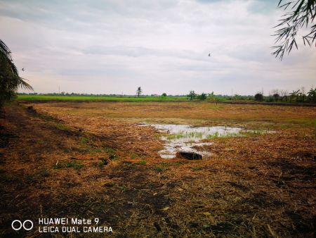 ขาย ที่ดิน ติดน้ำ ติดถนน บรรยากาศดี 39 ไร่ 2 งาน 23 ตร.วา คลองหลวงแพ่ง เมืองฉะเชิงเทรา รูปที่ 3