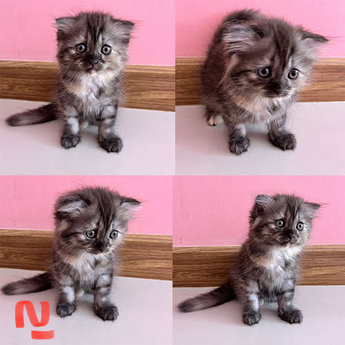 พร้อมย้าย น้องแมวสก็อตติสโฟล์ดผสมอเมริกันชอตแฮร์ รูปที่ 3