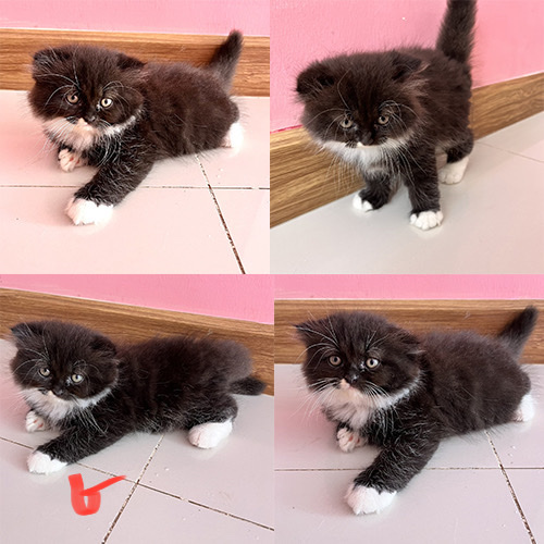 พร้อมย้าย น้องแมวสก็อตติสโฟล์ดผสมอเมริกันชอตแฮร์ รูปที่ 4