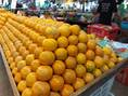 ขายส้มภูเรือ ส้มคั้นน้ำ ผลไม้ตามฤดูกาล ราคาปลีก และ ราคาส่ง สนใจติดต่อ 0812852626