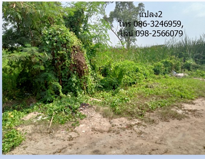 ขายที่ดิน ถ.มหาสวัสดิ์ มี 2 แปลงๆ ละ 145 วา ไม่ติดกัน ใกล้ถนนบรมราชชนนี พุทธมณฑล,โกลบอลเฮ้าส์ เซ็นทรัล แม็คโคร มหิดล รูปที่ 7