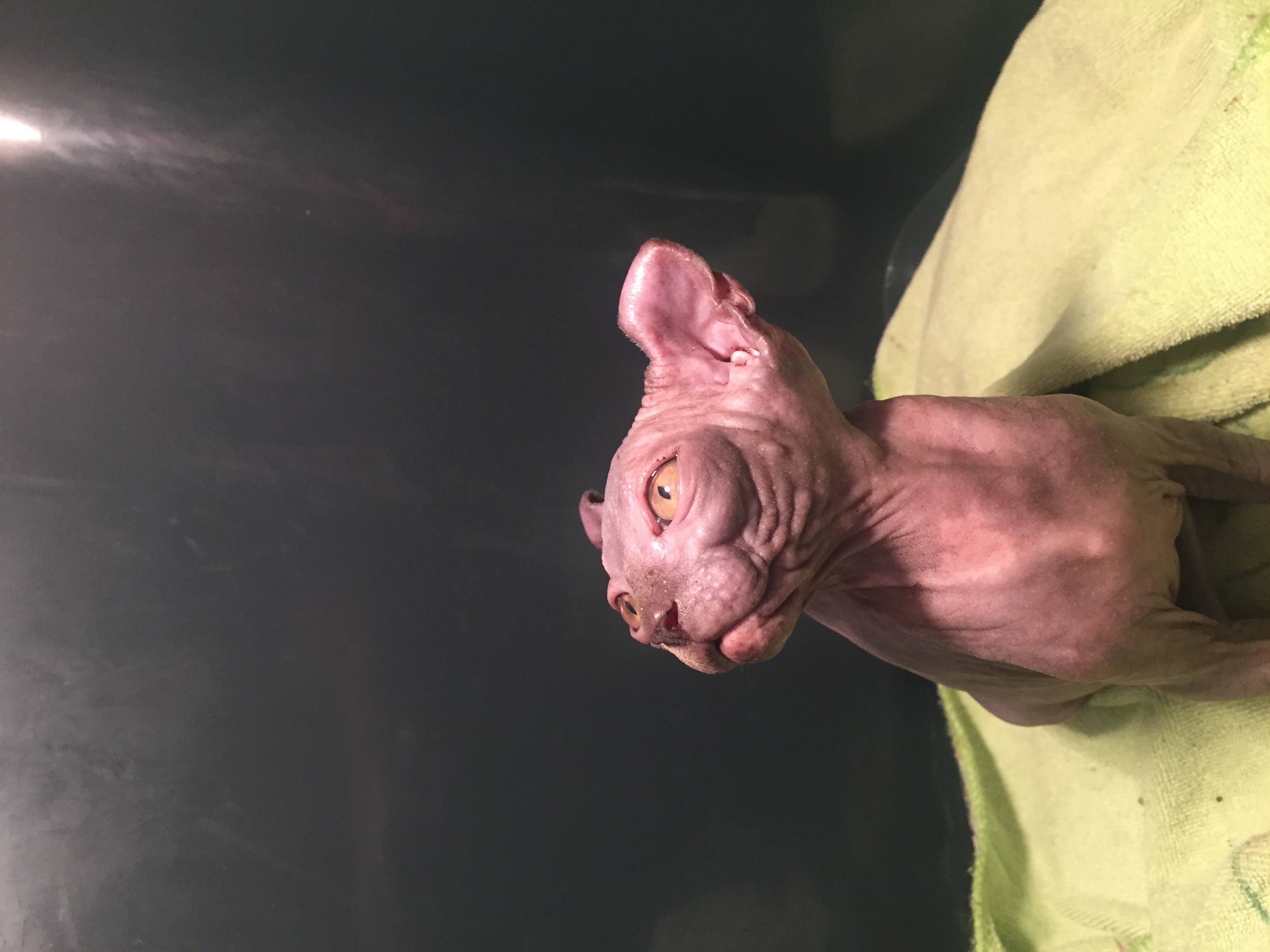 แมวสฟิงซ์หูพลิก(elf cat) มีใบเพ็ด รูปที่ 4