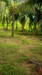 รูปย่อ ขาย ที่ดิน สวนสวย 14 ไร่ มีบ้านพร้อมอยู่ หนองบัว กาญจนบุรี รูปที่4