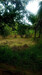 รูปย่อ ขาย ที่ดิน สวนสวย 14 ไร่ มีบ้านพร้อมอยู่ หนองบัว กาญจนบุรี รูปที่11