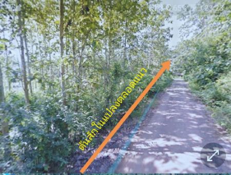 ขาย ที่ดิน อ.เวียงสา น่าน 12 ไร่ 49 ตร.วา ติดถนน3ด้าน อยู่กลางชุมชน รูปที่ 4