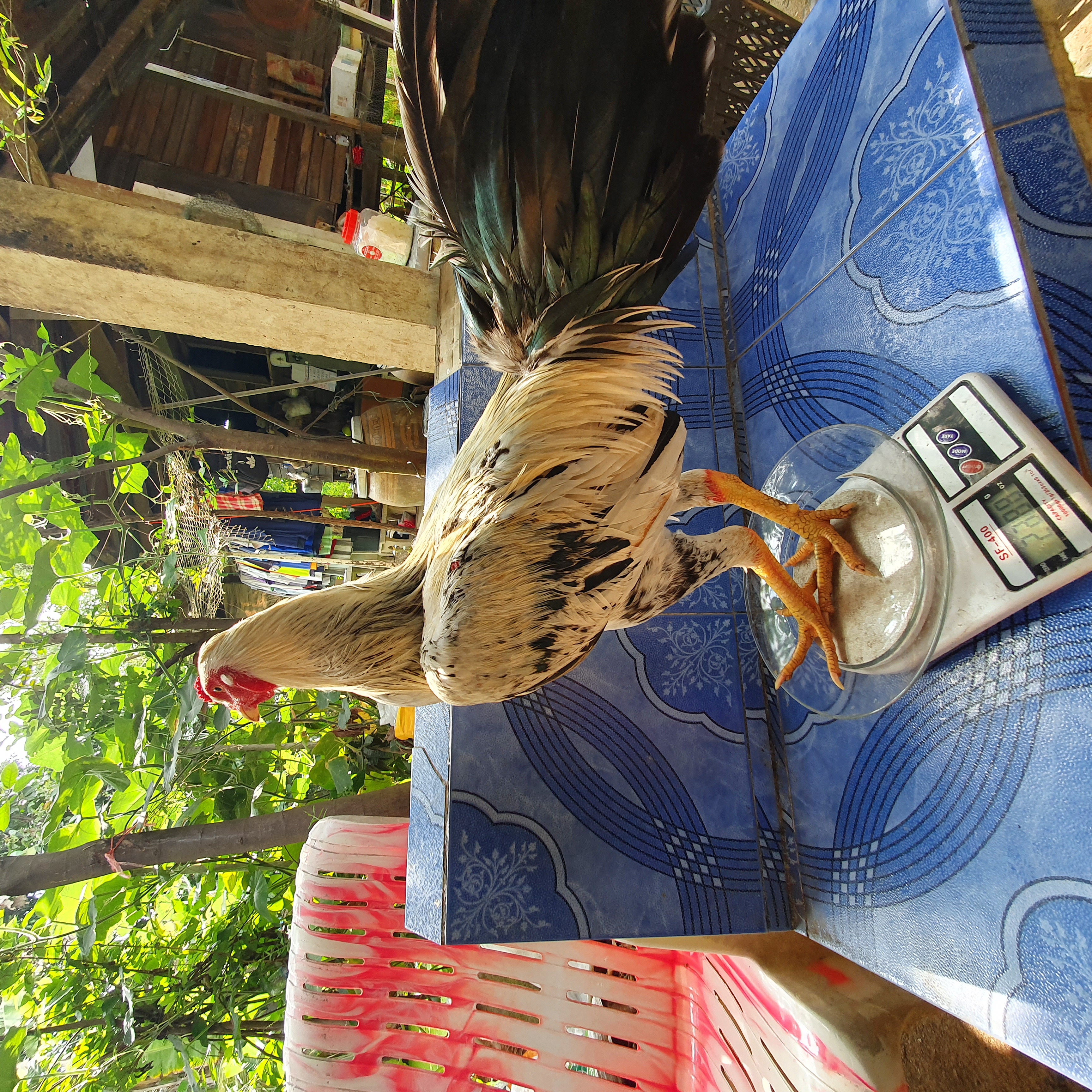 ไก่ชน รูปที่ 2