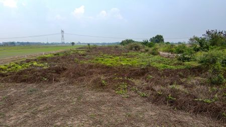 ขาย ที่ดิน โฉนดพร้อมโอน ฟรีค่าโอนภาษีคลอง 8 หนองเสือ 200 ตร.วา ที่ดินแบ่งแปลงราคาถูก รูปที่ 6