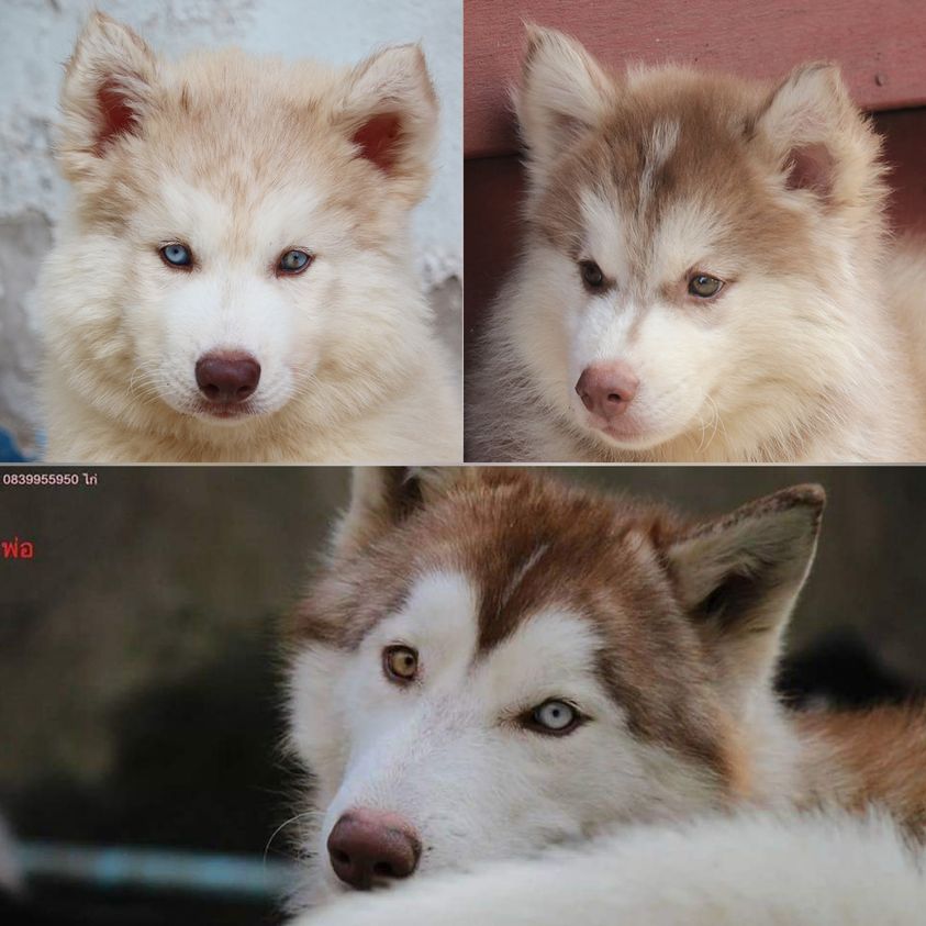 ขาย ไซบีเรียน ฮัสกี้,  กทม  มารับเองลดได้ครับ มีใบเพตดีกีรับลอง รูปที่ 2