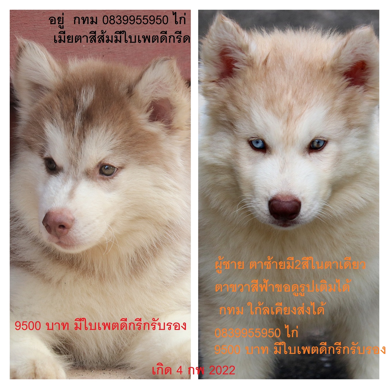 ขาย ไซบีเรียน ฮัสกี้,  กทม  มารับเองลดได้ครับ มีใบเพตดีกีรับลอง รูปที่ 1