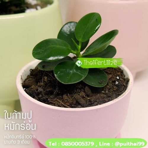 เพาะกล้า ปลูกต้นไม้ ด้วย วัสดุปลูก Organic Premium  รูปที่ 5