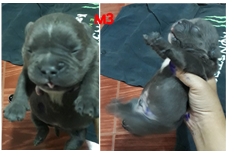 อเมริกันบลูลี่ รูปที่ 6