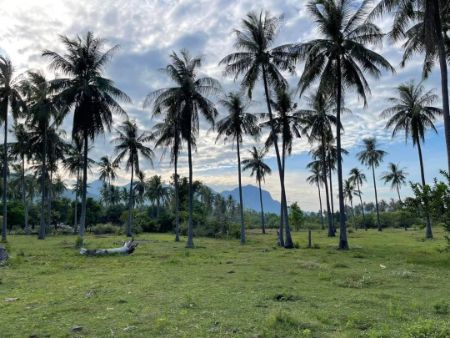 ขาย ที่ดิน โครงการใหม่ The Panora Mountainสามร้อยยอด 110 ตร.วา วิวเขา ใกล้ชายหาดสามร้อยยอด เพียง 2 นาที รูปที่ 3