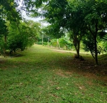ขายด่วน : บ้านพร้อมสวน ไม้ผลและไม้ป่า ติดถนนดำ สรรพยา ชัยนาท (เจ้าของขายเอง) รูปที่ 2