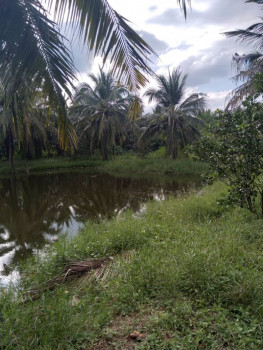 ขายด่วน : ที่ดิน สวนสวย 14 ไร่ มีบ้านพร้อมอยู่ หนองบัว กาญจนบุรี รูปที่ 10