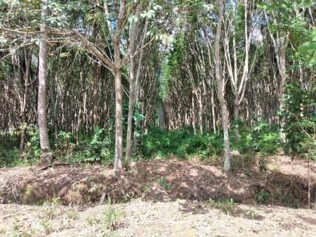 ขายด่วน : ที่ดิน พร้อมบ้านพัก2หลัง พร้อมสวนปาล์มและยางพารา หลังสวน ชุมพร รูปที่ 7