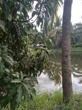 ขายด่วน : ที่ดิน สวนสวย 14 ไร่ มีบ้านพร้อมอยู่ หนองบัว กาญจนบุรี รูปที่ 9