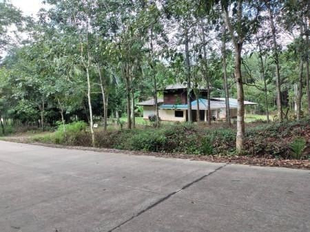 ขายด่วน : ที่ดิน พร้อมบ้านพัก2หลัง พร้อมสวนปาล์มและยางพารา หลังสวน ชุมพร รูปที่ 2