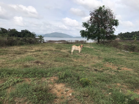 ขาย ที่ดิน 10 ไร่ บ้านท่าลิงลม (ติดเขื่อนแก่งกระจาน) เพชรบุรี รูปที่ 1