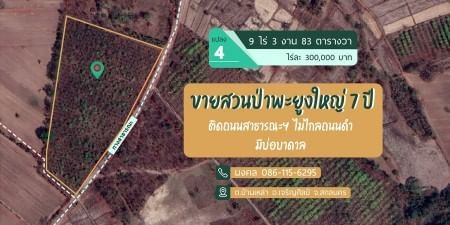 ขายด่วน : เหมา สวนป่าพะยูง-ยางพารา 6แปลง รวม 61ไร่กว่า ขายเหมา 17ล้าน (จาก 17.5ล้าน) รูปที่ 4