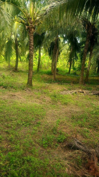 ขายด่วน : ที่ดิน สวนสวย 14 ไร่ มีบ้านพร้อมอยู่ หนองบัว กาญจนบุรี รูปที่ 4