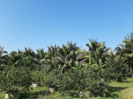 ขายด่วน : ที่ดิน สวนสวย 14 ไร่ มีบ้านพร้อมอยู่ หนองบัว กาญจนบุรี รูปที่ 3