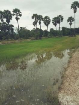 ขายด่วน : ที่ดินเปล่า เนื้อที่ 4ไร่ 2งาน หนองกะปุ บ้านลาด เพชรบุรี รูปที่ 10