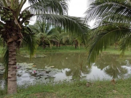 ขายด่วน : ที่ดิน สวนสวย 14 ไร่ มีบ้านพร้อมอยู่ หนองบัว กาญจนบุรี รูปที่ 2