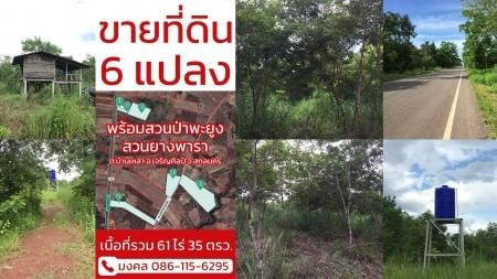 ขายด่วน : เหมา สวนป่าพะยูง-ยางพารา 6แปลง รวม 61ไร่กว่า ขายเหมา 17ล้าน (จาก 17.5ล้าน) รูปที่ 2