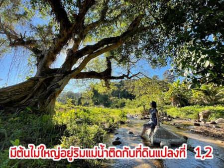 ขายด่วน : ที่ดิน ติดภูเขา ติดลำธาร มีน้ำไหลผ่าน ดอยสะเก็ด จังหวัดเชียงใหม่ รูปที่ 7