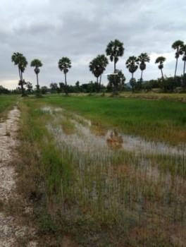 ขายด่วน : ที่ดินเปล่า เนื้อที่ 4ไร่ 2งาน หนองกะปุ บ้านลาด เพชรบุรี รูปที่ 8