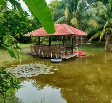 ขายด่วน : บ้านพร้อมสวน ไม้ผลและไม้ป่า ติดถนนดำ สรรพยา ชัยนาท (เจ้าของขายเอง) รูปที่ 10