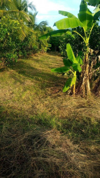 ขายด่วน : ที่ดิน สวนสวย 14 ไร่ มีบ้านพร้อมอยู่ หนองบัว กาญจนบุรี รูปที่ 6