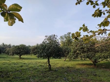 ขายด่วน : ที่ดิน สวนมะม่วง เหมาะกับการทำสวนเกษตร หรือบ้านจัดสรร พูลวิลล่า รูปที่ 3