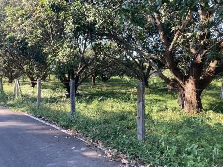 ขายด่วน : ที่ดิน สวนมะม่วง เหมาะกับการทำสวนเกษตร หรือบ้านจัดสรร พูลวิลล่า รูปที่ 10