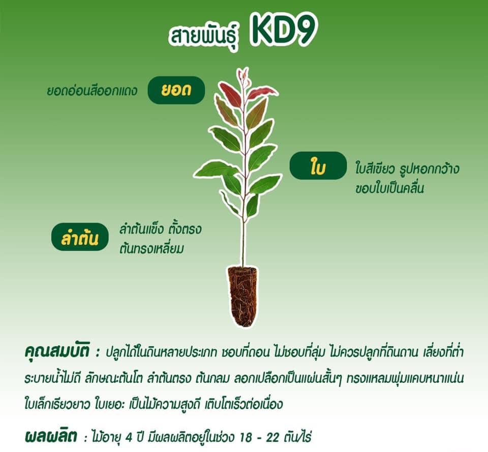 ต้นกล้ายูคาลิปตัส รูปที่ 3
